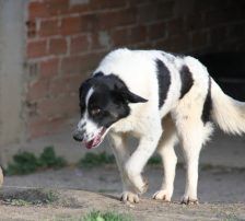 Merry – Mischling, Weibchen, 2 Jahre 2 Monate, Nordic Strays e.V. – Foto 8
