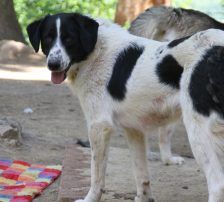 Merry – Mischling, Weibchen, 2 Jahre 2 Monate, Nordic Strays e.V. – Foto 9