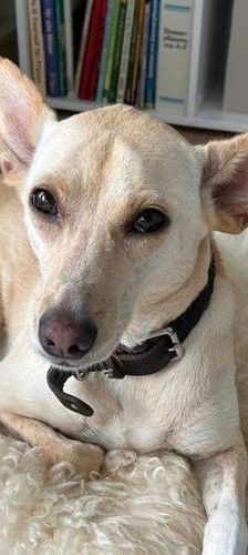 Sunshine – Podenco-Mischling, Weibchen, 4 Jahre, 65520 Bad Camberg – Foto 1