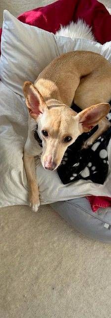 Sunshine – Podenco-Mischling, Weibchen, 4 Jahre, 65520 Bad Camberg – Foto 2