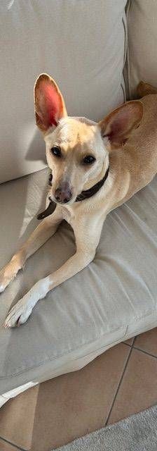 Sunshine – Podenco-Mischling, Weibchen, 4 Jahre, 65520 Bad Camberg – Foto 3