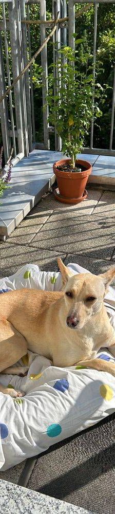 Sunshine – Podenco-Mischling, Weibchen, 4 Jahre, 65520 Bad Camberg – Foto 4