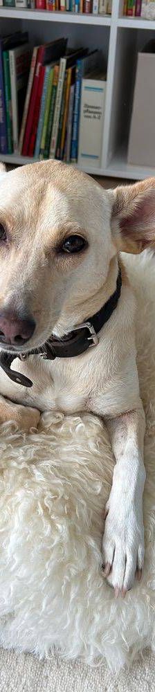 Sunshine – Podenco-Mischling, Weibchen, 4 Jahre, 65520 Bad Camberg – Foto 5