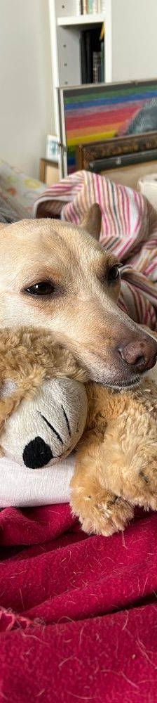 Sunshine – Podenco-Mischling, Weibchen, 4 Jahre, 65520 Bad Camberg – Foto 6