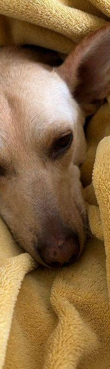 Sunshine – Podenco-Mischling, Weibchen, 4 Jahre, 65520 Bad Camberg – Foto 8