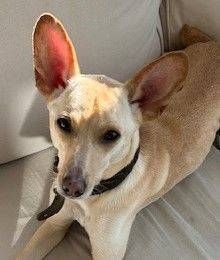 Sunshine – Podenco-Mischling, Weibchen, 4 Jahre, 65520 Bad Camberg – Foto 9