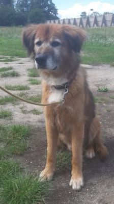 Jimmy-Lee – Shibainu-Labrador-Mix, Männchen, 10 Jahre, 39576 Stendal – Foto 1
