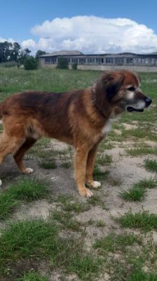 Jimmy-Lee – Shibainu-Labrador-Mix, Männchen, 10 Jahre, 39576 Stendal – Foto 2