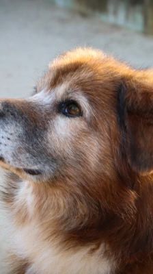 Jimmy-Lee – Shibainu-Labrador-Mix, Männchen, 10 Jahre, 39576 Stendal – Foto 11