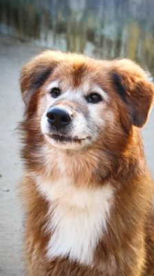 Jimmy-Lee – Shibainu-Labrador-Mix, Männchen, 10 Jahre, 39576 Stendal – Foto 12