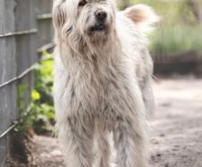 Jimmy-Lee – Shibainu-Labrador-Mix, Männchen, 10 Jahre, 39576 Stendal – Foto 18