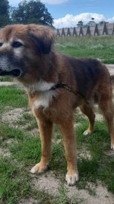 Jimmy-Lee – Shibainu-Labrador-Mix, Männchen, 10 Jahre, 39576 Stendal – Foto 3