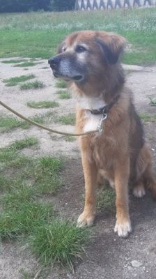 Jimmy-Lee – Shibainu-Labrador-Mix, Männchen, 10 Jahre, 39576 Stendal – Foto 4