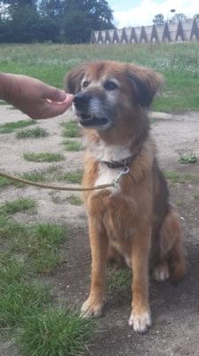 Jimmy-Lee – Shibainu-Labrador-Mix, Männchen, 10 Jahre, 39576 Stendal – Foto 5