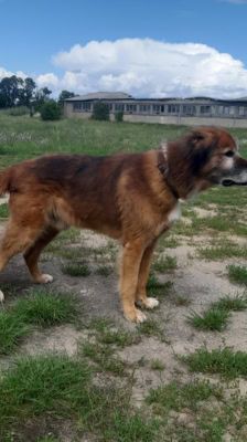 Jimmy-Lee – Shibainu-Labrador-Mix, Männchen, 10 Jahre, 39576 Stendal – Foto 6