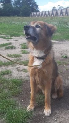 Jimmy-Lee – Shibainu-Labrador-Mix, Männchen, 10 Jahre, 39576 Stendal – Foto 7
