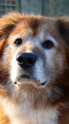 Jimmy-Lee – Shibainu-Labrador-Mix, Männchen, 10 Jahre, 39576 Stendal – Foto 8