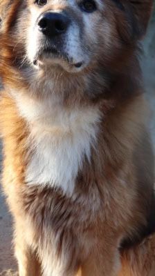 Jimmy-Lee – Shibainu-Labrador-Mix, Männchen, 10 Jahre, 39576 Stendal – Foto 9