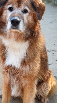Jimmy-Lee – Shibainu-Labrador-Mix, Männchen, 10 Jahre, 39576 Stendal – Foto 10