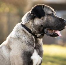 Emir – Aksaray Malaki (Türkischer Mastiff), Männchen, Alter unbekannt, 70195 Stuttgart-Botnang – Foto 1