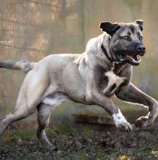 Emir – Aksaray Malaki (Türkischer Mastiff), Männchen, Alter unbekannt, 70195 Stuttgart-Botnang – Foto 2