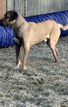 Emir – Aksaray Malaki (Türkischer Mastiff), Männchen, Alter unbekannt, 70195 Stuttgart-Botnang – Foto 11