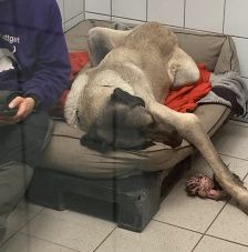 Emir – Aksaray Malaki (Türkischer Mastiff), Männchen, Alter unbekannt, 70195 Stuttgart-Botnang – Foto 12