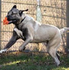 Emir – Aksaray Malaki (Türkischer Mastiff), Männchen, Alter unbekannt, 70195 Stuttgart-Botnang – Foto 3