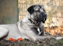 Emir – Aksaray Malaki (Türkischer Mastiff), Männchen, Alter unbekannt, 70195 Stuttgart-Botnang – Foto 4