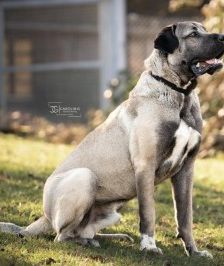 Emir – Aksaray Malaki (Türkischer Mastiff), Männchen, Alter unbekannt, 70195 Stuttgart-Botnang – Foto 5