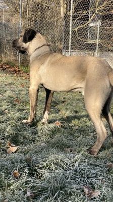 Emir – Aksaray Malaki (Türkischer Mastiff), Männchen, Alter unbekannt, 70195 Stuttgart-Botnang – Foto 6