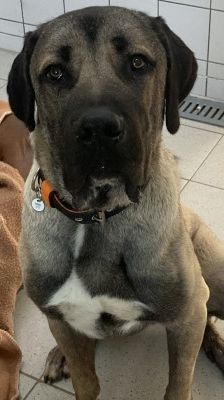 Emir – Aksaray Malaki (Türkischer Mastiff), Männchen, Alter unbekannt, 70195 Stuttgart-Botnang – Foto 7