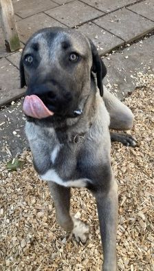 Emir – Aksaray Malaki (Türkischer Mastiff), Männchen, Alter unbekannt, 70195 Stuttgart-Botnang – Foto 8