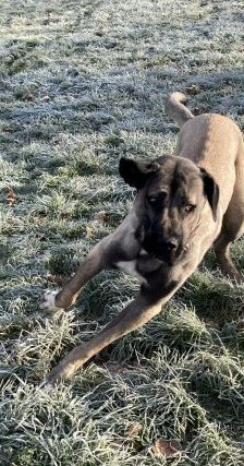 Emir – Aksaray Malaki (Türkischer Mastiff), Männchen, Alter unbekannt, 70195 Stuttgart-Botnang – Foto 9