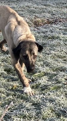 Emir – Aksaray Malaki (Türkischer Mastiff), Männchen, Alter unbekannt, 70195 Stuttgart-Botnang – Foto 10