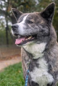 Lucy – Akita Inu, Weibchen, 6 Jahre, 97074 Würzburg – Foto 2