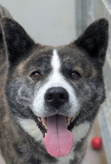 Lucy – Akita Inu, Weibchen, 6 Jahre, 97074 Würzburg – Foto 3