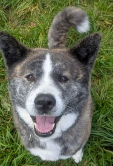 Lucy – Akita Inu, Weibchen, 6 Jahre, 97074 Würzburg – Foto 6
