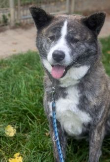 Lucy – Akita Inu, Weibchen, 6 Jahre, 97074 Würzburg – Foto 8