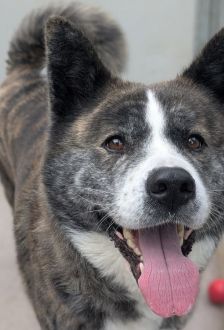 Lucy – Akita Inu, Weibchen, 6 Jahre, 97074 Würzburg – Foto 9
