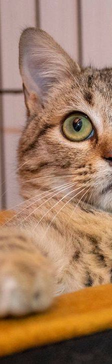 Escuchimi – EKH, Männchen, 5 Monate, 65520 Bad Camberg – Foto 4