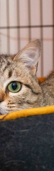 Escuchimi – EKH, Männchen, 5 Monate, 65520 Bad Camberg – Foto 10