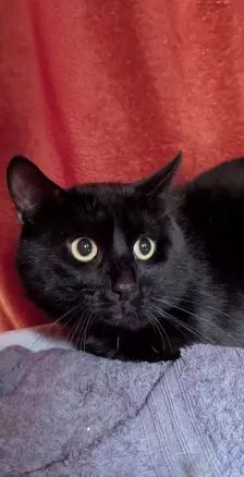 Ernie & Bert – EKH, Männchen, Alter unbekannt, 26389 Wilhelmshaven – Foto 3