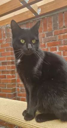 Ernie & Bert – EKH, Männchen, Alter unbekannt, 26389 Wilhelmshaven – Foto 6