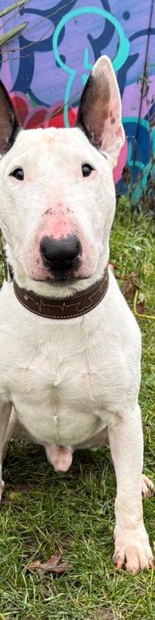 Hobbs – Bullterrrier, Männchen, 8 Jahre 7 Monate, 50969 Köln-Zollstock – Foto 2
