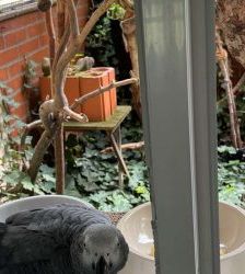 Darwin – Graupapagei, Männchen, 26 Jahre, 13057 Berlin – Foto 3