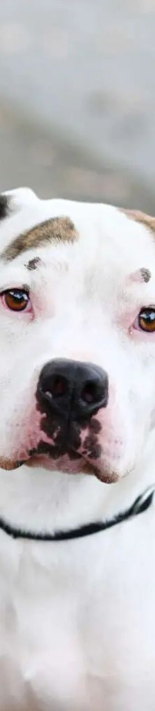 Stone – Staffordshire Terrier Mix, Männchen, 2 Jahre, 13057 Berlin – Foto 1