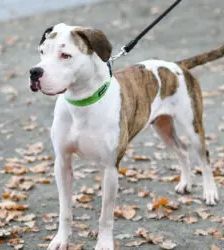 Stone – Staffordshire Terrier Mix, Männchen, 2 Jahre, 13057 Berlin – Foto 2