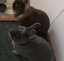 Shadow – Zwergkaninchen, Weibchen, Alter unbekannt, 58553 Halver – Foto 1