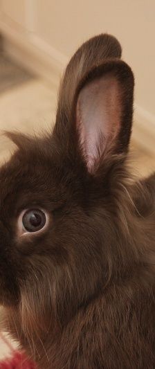 Shadow – Zwergkaninchen, Weibchen, Alter unbekannt, 58553 Halver – Foto 3